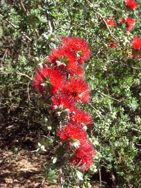 APII jpeg image of Kunzea pulchella  © contact APII