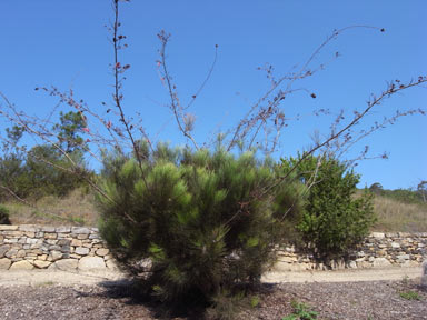 APII jpeg image of Grevillea petrophiloides subsp. remota  © contact APII
