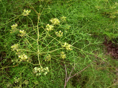 APII jpeg image of Polyscias sambucifolia  © contact APII