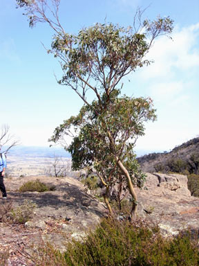 APII jpeg image of Eucalyptus glaucescens  © contact APII