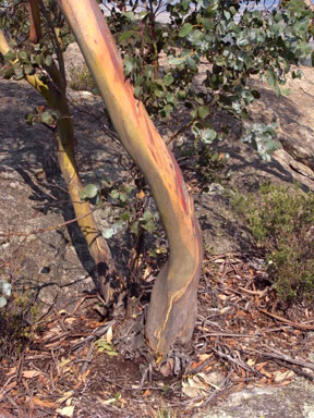 APII jpeg image of Eucalyptus glaucescens  © contact APII