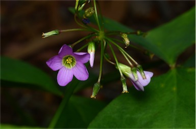 APII jpeg image of Oxalis latifolia  © contact APII