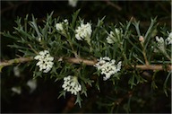 Hakea varia