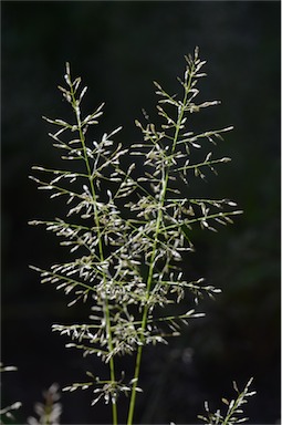 APII jpeg image of Eragrostis mexicana  © contact APII