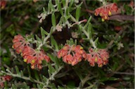 Grevillea saccata