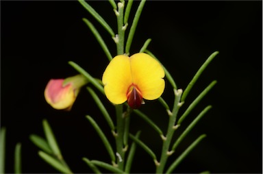 APII jpeg image of Bossiaea heterophylla  © contact APII