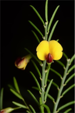 APII jpeg image of Bossiaea heterophylla  © contact APII
