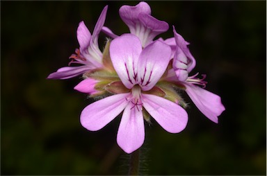 APII jpeg image of Pelargonium capitatum  © contact APII