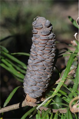 APII jpeg image of Banksia spinulosa var. spinulosa  © contact APII