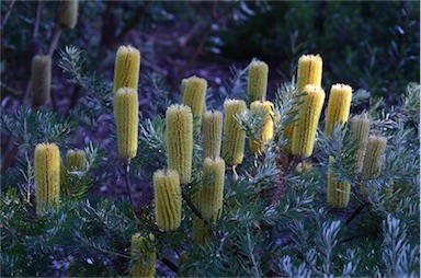 APII jpeg image of Banksia neoanglica  © contact APII