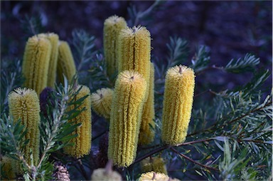 APII jpeg image of Banksia neoanglica  © contact APII