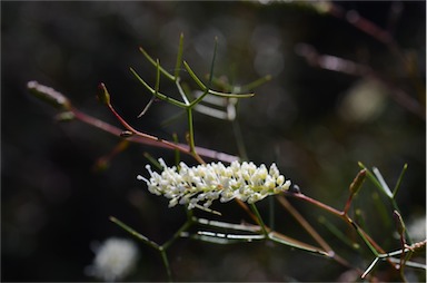 APII jpeg image of Grevillea minutiflora  © contact APII