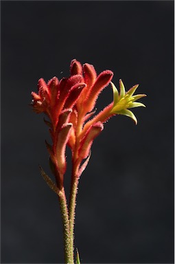 APII jpeg image of Anigozanthos 'Bush Volcano'  © contact APII