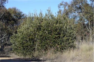 APII jpeg image of Banksia marginata  © contact APII