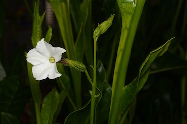 APII jpeg image of Nicotiana rosulata subsp. ingulba  © contact APII