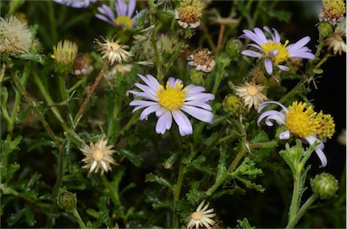 APII jpeg image of Olearia stuartii  © contact APII