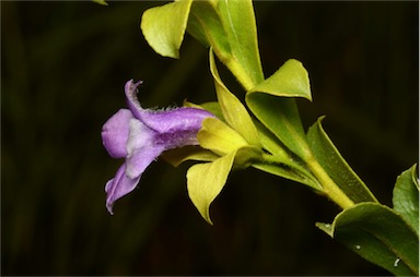 APII jpeg image of Eremophila willsii subsp. integrifolia  © contact APII