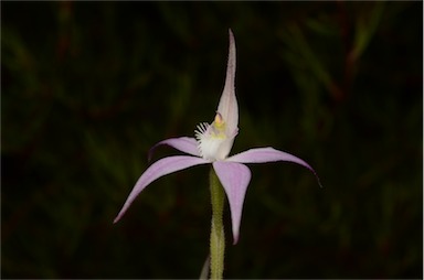 APII jpeg image of Caladenia 'Fairy Floss'  © contact APII