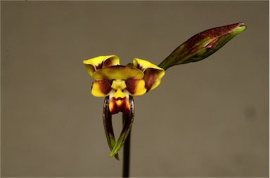 APII jpeg image of Diuris longifolia  © contact APII