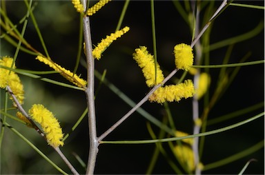 APII jpeg image of Acacia sessilispica  © contact APII