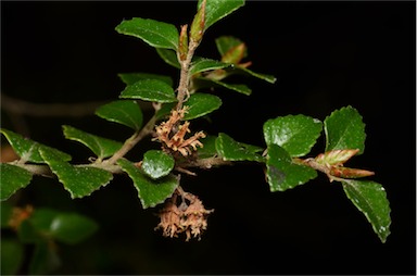 APII jpeg image of Nothofagus cunninghamii  © contact APII