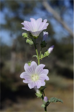 APII jpeg image of Malva preissiana  © contact APII