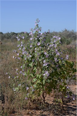 APII jpeg image of Malva preissiana  © contact APII