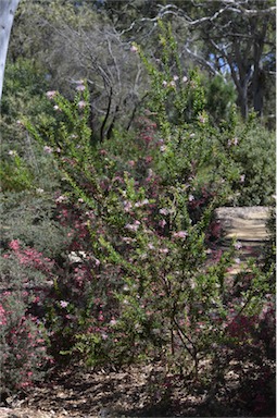 APII jpeg image of Grevillea sericea  © contact APII