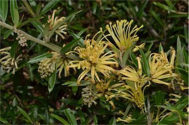 APII jpeg image of Grevillea 'Canterbury Gold'  © contact APII