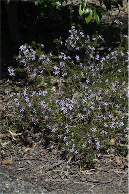 APII jpeg image of Philotheca salsolifolia subsp. salsolifolia  © contact APII