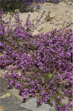 APII jpeg image of Boronia barkeriana subsp. angustifolia  © contact APII