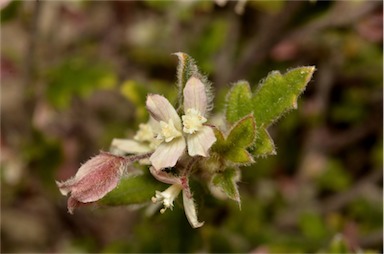 APII jpeg image of Xanthosia pilosa  © contact APII