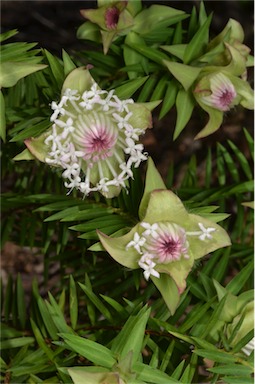 APII jpeg image of Pimelea spectabilis  © contact APII