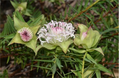 APII jpeg image of Pimelea spectabilis  © contact APII