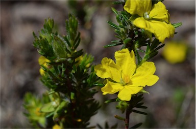 APII jpeg image of Hibbertia paeninsularis  © contact APII