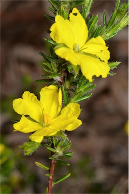 APII jpeg image of Hibbertia paeninsularis  © contact APII