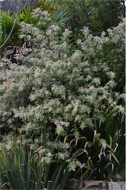 APII jpeg image of Vesselowskya rubifolia  © contact APII