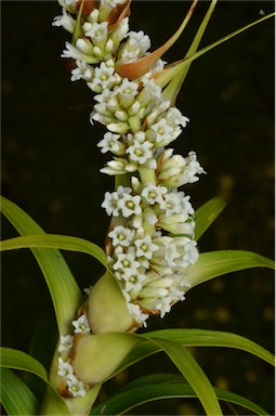 APII jpeg image of Dracophyllum oceanicum  © contact APII