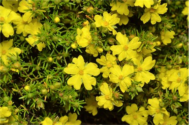 APII jpeg image of Hibbertia fasciculata  © contact APII