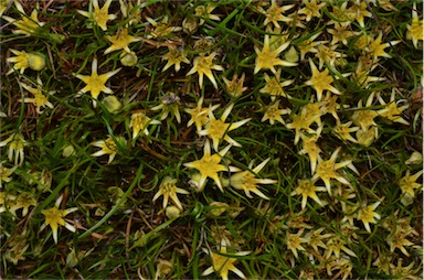 APII jpeg image of Conostylis seorsiflora subsp. seorsiflora  © contact APII