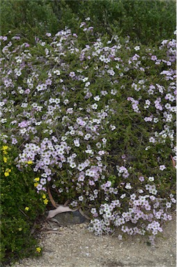 APII jpeg image of Leptospermum rotundifolium 'Julie Ann'  © contact APII