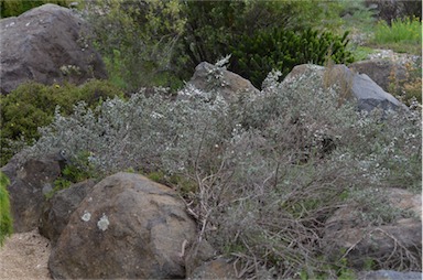 APII jpeg image of Leptospermum namadgiensis  © contact APII