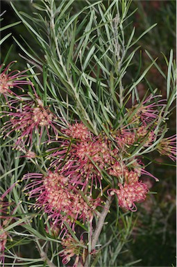 APII jpeg image of Grevillea 'Sid Reynolds'  © contact APII