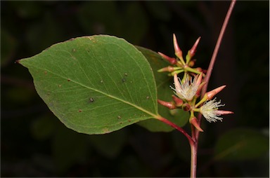 APII jpeg image of Eucalyptus infera  © contact APII