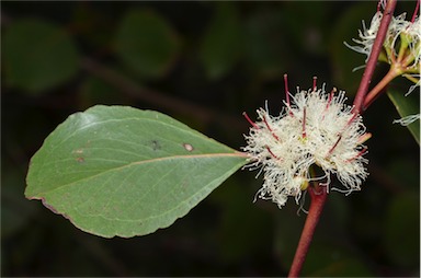 APII jpeg image of Eucalyptus infera  © contact APII