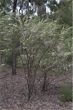 APII jpeg image of Melaleuca oxyphylla  © contact APII