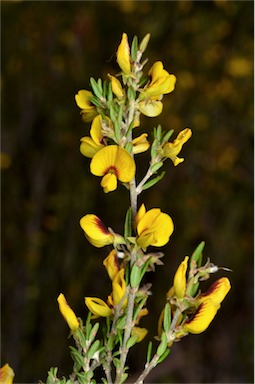 APII jpeg image of Aotus ericoides  © contact APII