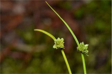 APII jpeg image of Isolepis gaudichaudiana  © contact APII