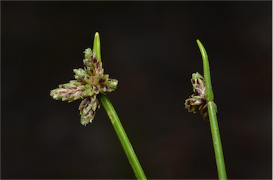 APII jpeg image of Isolepis inundata  © contact APII