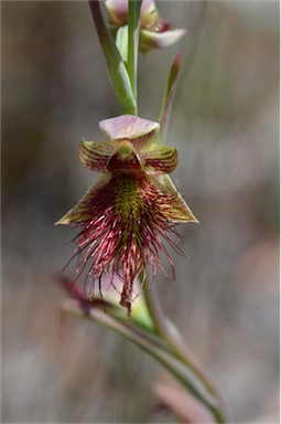 APII jpeg image of Calochilus paludosus  © contact APII